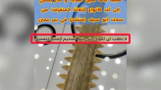 sawfish nose pristis cuspidata