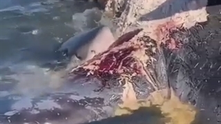 جذابیت های طبیعت