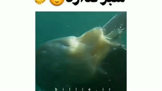 چشم هیترا کورررررررررررر (: