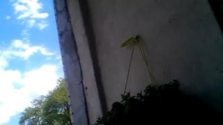 فیلمبردار-حسام الدین شفیعیان