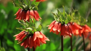 شهرستان فارسان چهارمحال