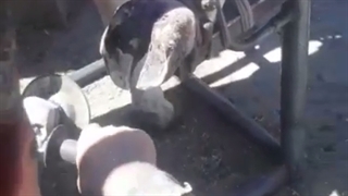 سم چینی و اصلاح سم در گاو شیری