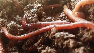 ورمی کمپوست تعاونی کشاورزی گاوداران اصفهان