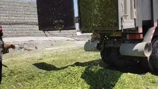 سیلاژ ذرت - تعاونی کشاورزی گاوداران اصفهان