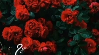 به همه ی عزیزان شهادت بانو ام البنین رو تسلیت می گم