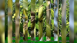 خرید نهال گردو فرنور پیوندی + چندلر پیوندی با تضمین قیمت و گارانتی اصالت