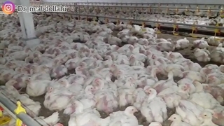 آیا له له زدن برای گله دچار مشکل تنفسی مفید می باشد؟