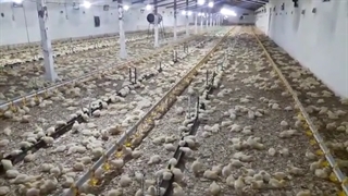 پرورش مرغ گوشتی: شرایط ایده آل جوجه در سالن پرورش باید چگونه باشد؟