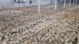 جوجه گوشتی با رفتار استاندارد در سالن پرورش مرغ گوشتی