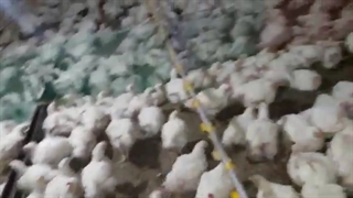 زمان مناسب برای آنتی بیوتیک تراپی موثر در پرورش مرغ گوشتی