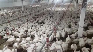 ممنوعیت دان در پرورش مرغ گوشتی