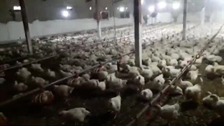 بارگیری مرغ گوشتی از سالن مرغداری: بررسی نکات کلیدی و معایب این روش