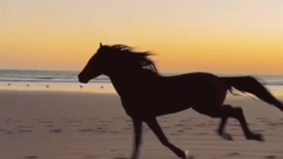 دکلمه شعر من ندانستم از اول که تو بی مهر و وفایی با صدای محمد خوش بین