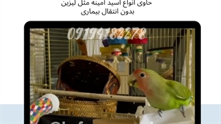 تغذیه پرندگان از لارو مگس سرباز سیاه