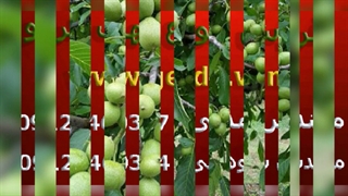 خرید نهال گردو پیوندی از اصیل گردو