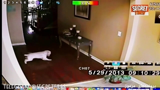 وقتی ارواح خشمگین به حیوانات حمله می‌کنند! [ویدیوی واقعی از حمله ترسناک ارواح به توله سگ کانادایی] (شکار دوربین: قسمت ۷۳)