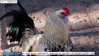 آموزش پرورش مرغ بومی - مرغ محلی - مقدار غذای لازم مرغ ها
