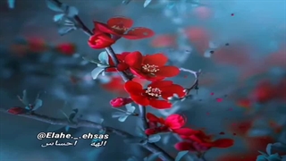 قلبت را آرام کن ...