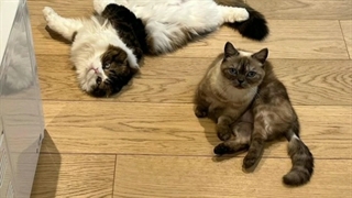 آپدیت امروز نفس بی نام(پارک شین هه) FULL HD کمیاب کامل(دو گربه شیطون) اختصاصی کانال تنها منبع اصلی