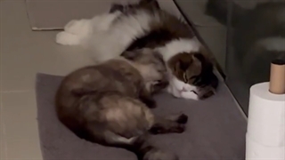 آپدیت امروز نفس بی نام(پارک شین هه) FULL HD کمیاب کامل(دو گربه شیطون) اختصاصی کانال تنها منبع اصلی