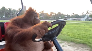 رانندگی بامزه و حرفه ایی اورانگوتان