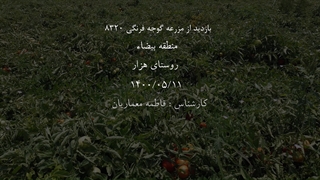 بازدید کارشناسان مزرعه دانش از مزرعه گوجه فرنگی 8320 منطقه بیضا