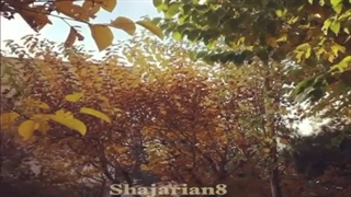 سه تار - مسعود شعاری زاده ، والس تاجیکی پریودنتیکس