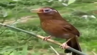 صبحتون به زیبایی نغمه ی پرندگان