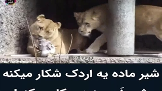 وقتی شیر ماده یه اردک شکار میکنه، شیر نر ببینید چکار میکنه ؟