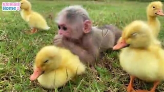 فیلم *Animals Home*قسمت سیزدهم