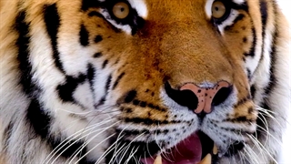 قدرت و تمرکز برهدف ببر