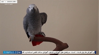 فیلم آموزش تربیت طوطی-اهلی کردن طوطی-فوت و فن یاد دادن حرف زدن به طوطی