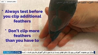 فیلم آموزش تربیت طوطی-اهلی کردن طوطی-روش آسان کوتاه کردن بالهای طوطی