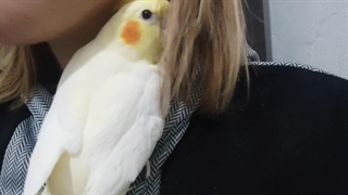 عروس هلندی رام ودستی