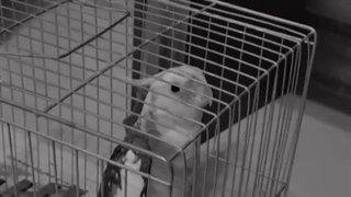 عروس هلندی سخنگو بانمک