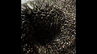 پخش عمده قهوه در کرج