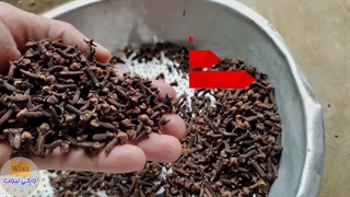 خواص میخک- خواص میخک و معجزه عجیب آن