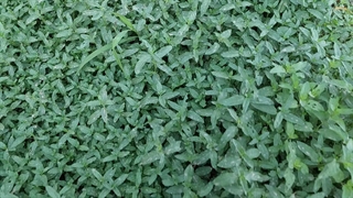 انواع سبزی نعناع ریحون جعفری تره