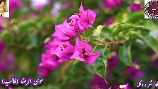 شعبده عشق | غزلیات شیرین طالب | صدای شنیدنی رویایی شاعر