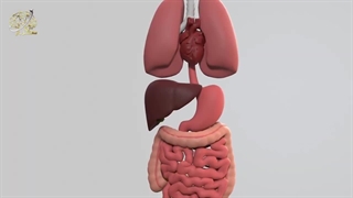 چطور از خفه شدن میشود نجات پیدا کرد؟