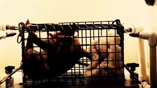 برشی از کتاب صوتی آزادی حیوانات