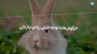 پس خرگوش