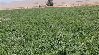 کود شوک ده ایکس آمریکایی