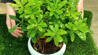 روش نگهداری گیاه میخک هندی یا بونسای پیت استرم (0 تا 100 ) گلخانه سانا گل