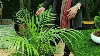 روش نگهداری گیاه نخل اریکا (0 تا 100 ) گلخانه سانا گل