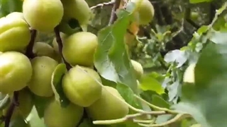 باردهی نهال زردآلو عسگرآباد