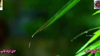 بر اریکه هنر ایرانیان در سپهر ادبیات فارسی با رنگ غزل رنگارنگ فتنه های تماشای یار از غزلیات استاد غزل موسی الرضا  (طالب)