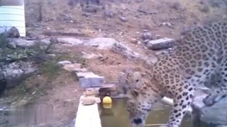 ثبت خانواده جدید پلنگ ایرانی در پارک ملی تندوره