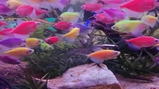 آکواریوم زیبای مجتمع سیمرغ