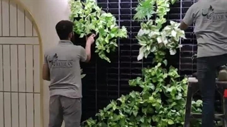 دیوار سبز اصفهان گرین وال طبیعی هتل چهارباغ 11